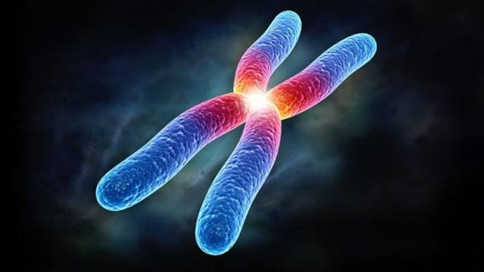 Cấu trúc di truyền: Ở người có bao nhiêu cặp nhiễm sắc thể? hình 1 cau-truc-di-truyen-o-nguoi-co-bao-nhieu-cap-nhiem-sac-the-hinh-1.jpg