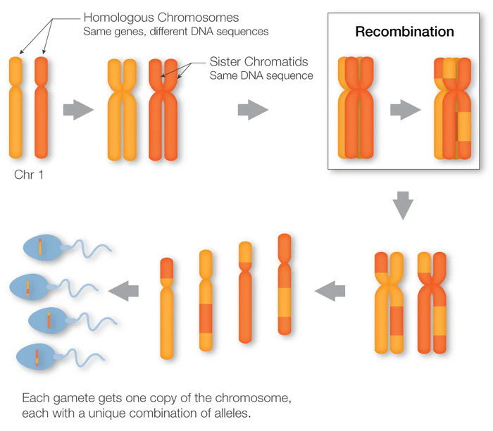 Di truyền liên kết là gì? Khái niệm và những nguyên tắc cơ bản hình 2 di-truyen-lien-ket-la-gi-khai-niem-va-nhung-nguyen-tac-co-ban-hinh-2.jpg