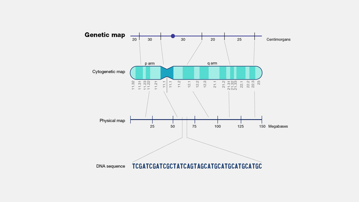 Di truyền liên kết là gì? Khái niệm và những nguyên tắc cơ bản hình 3 di-truyen-lien-ket-la-gi-khai-niem-va-nhung-nguyen-tac-co-ban-hinh-3.jpg