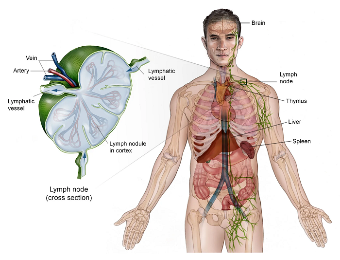 Ung thư hạch có chữa được không? Cập nhật phương pháp điều trị mới nhất hình 4 ung-thu-hach-co-chua-duoc-khong-cap-nhat-phuong-phap-dieu-tri-moi-nhat-hinh-4.png
