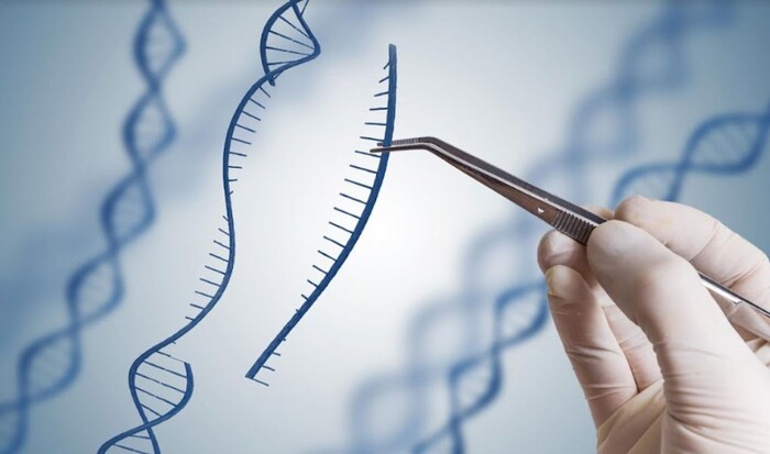 Vật chất di truyền là gì? Tìm hiểu nền tảng của di truyền học hình 4 vat-chat-di-truyen-la-gi-tim-hieu-nen-tang-cua-di-truyen-hoc-hinh-4.jpg