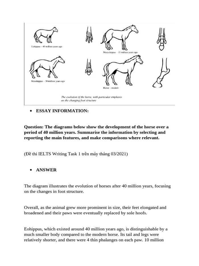 Hướng dẫn từng bước xử lý đề IELTS Writing Task 1 Horse Evolution hình 3 huong-dan-tung-buoc-xu-ly-de-ielts-writing-task-1-horse-evolution-hinh-3.jpg