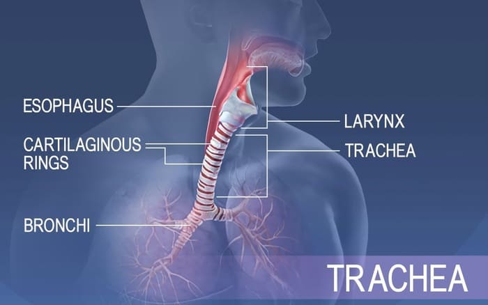 Khí quản nằm ở đâu? Cấu tạo và vai trò quan trọng trong hệ hô hấp hình 3 khi-quan-nam-o-dau-cau-tao-va-vai-tro-quan-trong-trong-he-ho-hap-hinh-3.jpg